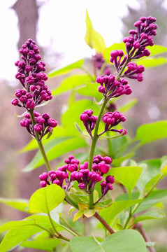 丁香花蕾Charles Joly