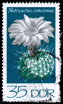 德國約1974 notocactus