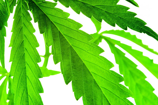 大麻