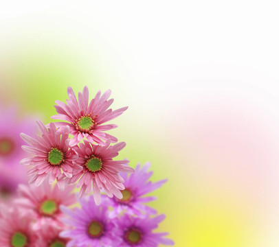 五顏六色的花朵背景