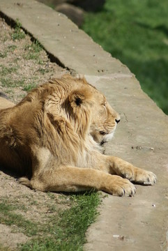 亞洲獅- Panthera leo persica