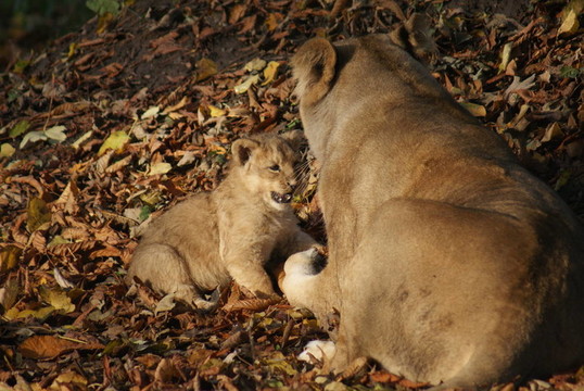 亞洲獅- Panthera leo persica