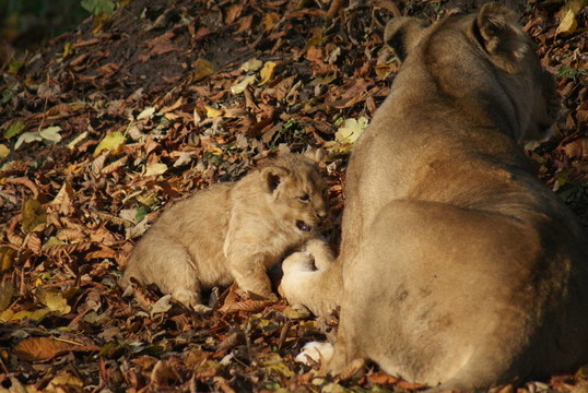 亞洲獅- Panthera leo persica