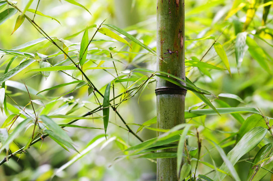 花園里的綠竹林