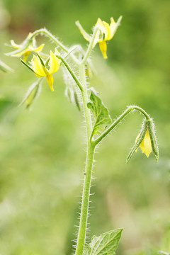 番茄花