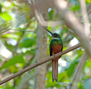 Rufous Tailed Jacamar（棕尾鹟鴷）；男性；雞冠花盆地的野生動物保護區(qū)；斯丹溪區(qū)；
