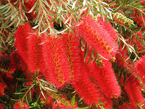紅色毛茸茸的花