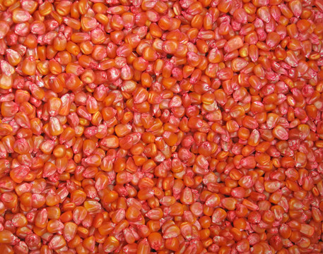 紅粒玉米樁；粒狀食品概念