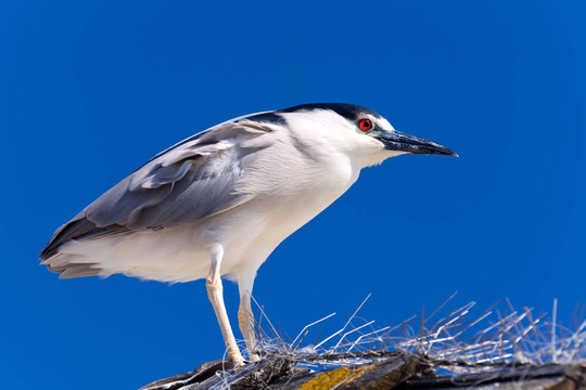 成年夜鷺；Nycticorax nycticorax孤立在藍(lán)天背景