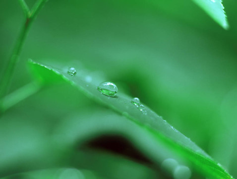 在一片葉子上的水滴