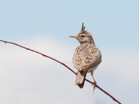 鳳頭百靈；Galerida cristata