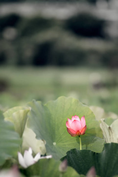 蓮花
