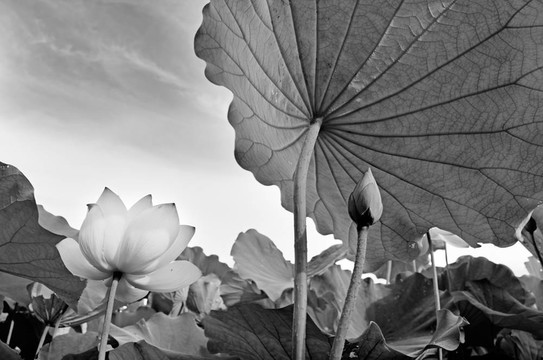 蓮花