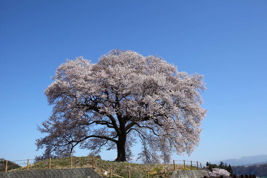 日本櫻花