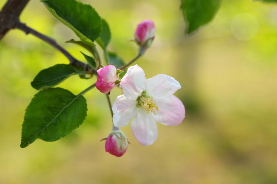 蘋果花