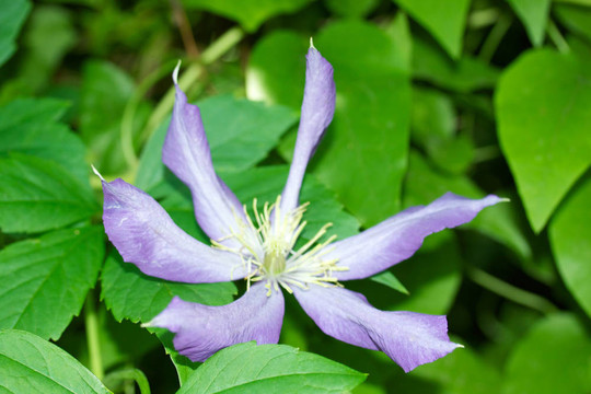 野生紫羅蘭花