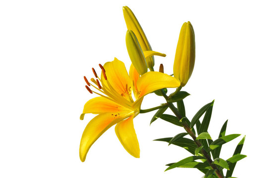 Yellow Lily（百合）花