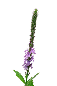 Hoary Vervain（馬鞭草STRICTA）野花