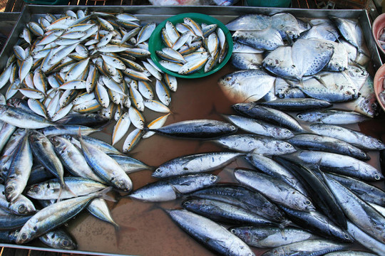 泰國(guó)市場(chǎng)的魚