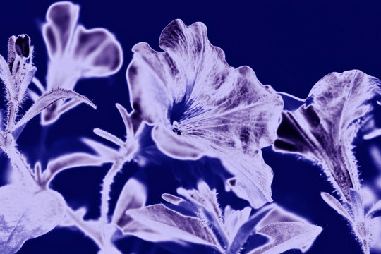 藍(lán)色熒光的花