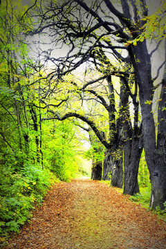 明亮的；天氣；Tree；黃；Wood；秋；秋