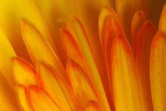 花細(xì)節(jié)