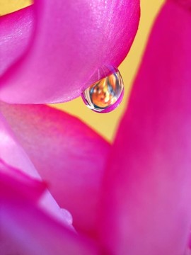 水滴花