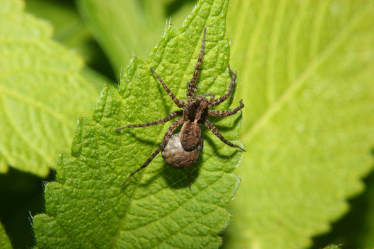 狼蛛（Pardosa lugubris）