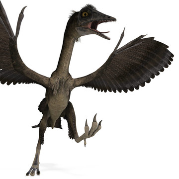 Dinosaur Archaeopteryx。3D渲染與剪輯路徑和陰影超過白色