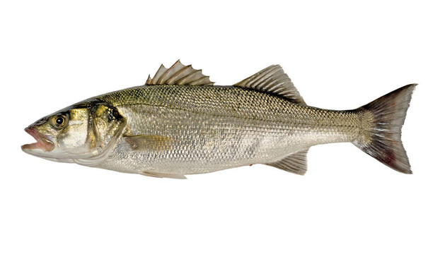 剛抓到的Sea Bass（Dicentrarchus labrax）孤立在白色背景