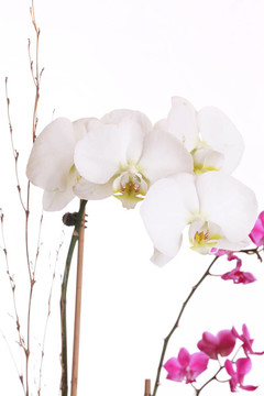 白紫蘭花豎射