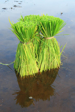 Rice的植物