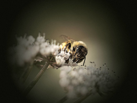 蜜蜂