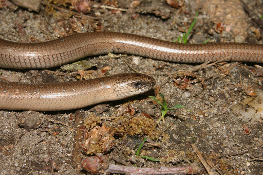慢蟲（Anguis fragilis）