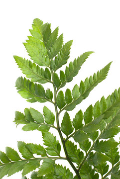 Fern葉
