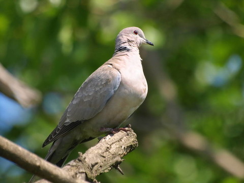 灰斑鳩；