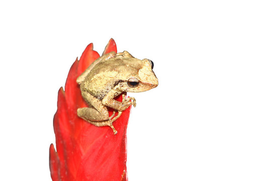 科奎蛙