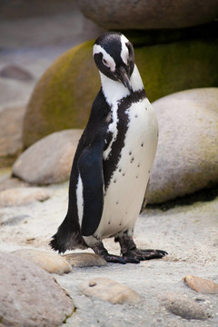 Jackass penguin站在