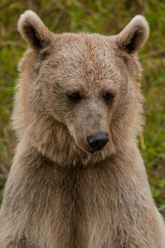 Brown Bear的肖像