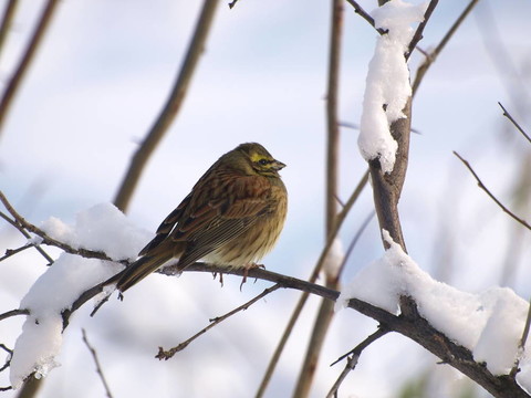 啄木鳥；Emberiza citrinella