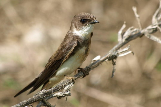 燕沙Martin riparia riparia