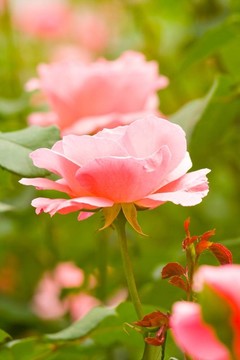 開(kāi)花的玫瑰