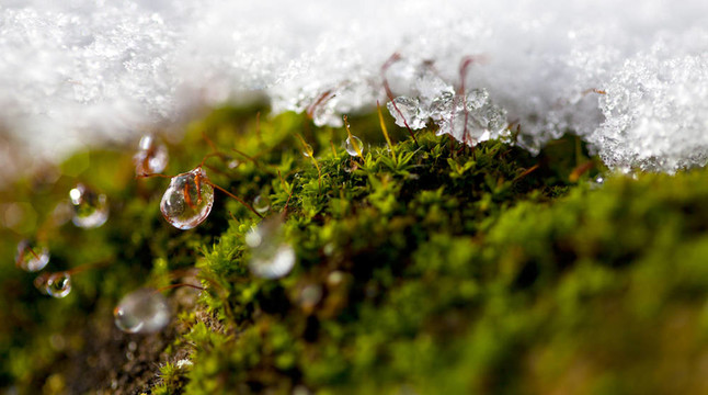 苔藓在冰