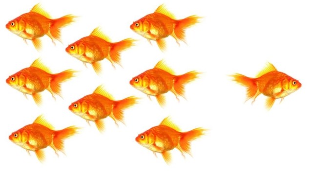 個(gè)人的金魚