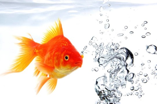 金魚