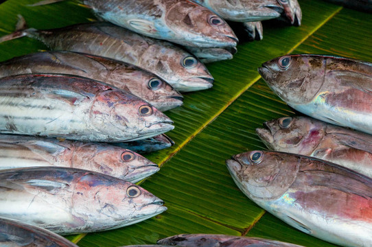 魚(yú)市場(chǎng)上的新鮮魚(yú)