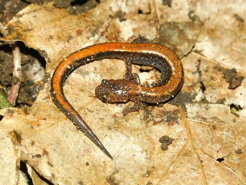 Redback Salamander（Plethodon cinereus）