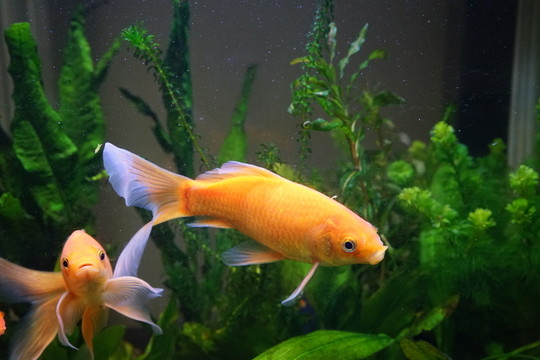 金魚背景 金魚素材