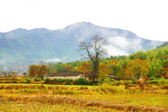 山村田園秋色 塔川