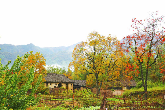 塔川秋景 田園風(fēng)光